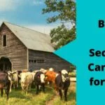 Best Security Cameras for Barn