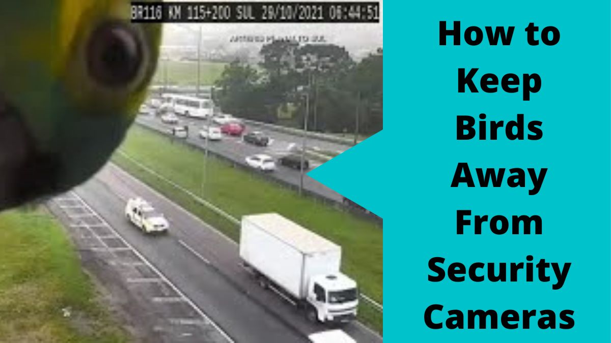 Top 9 Ways To Keep Birds Away From Security Cameras