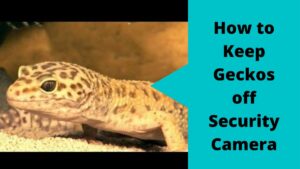 Keep Geckos off Security Camera