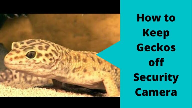 Keep Geckos off Security Camera Keep Geckos off Security Camera